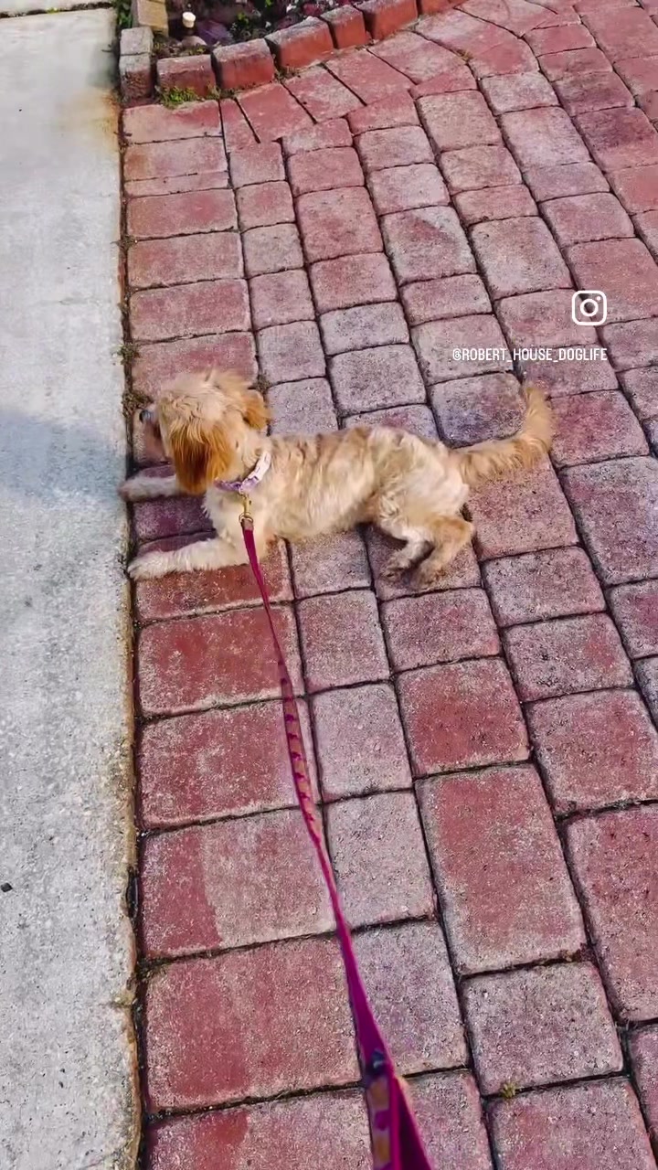 @RobertHouseDoglife