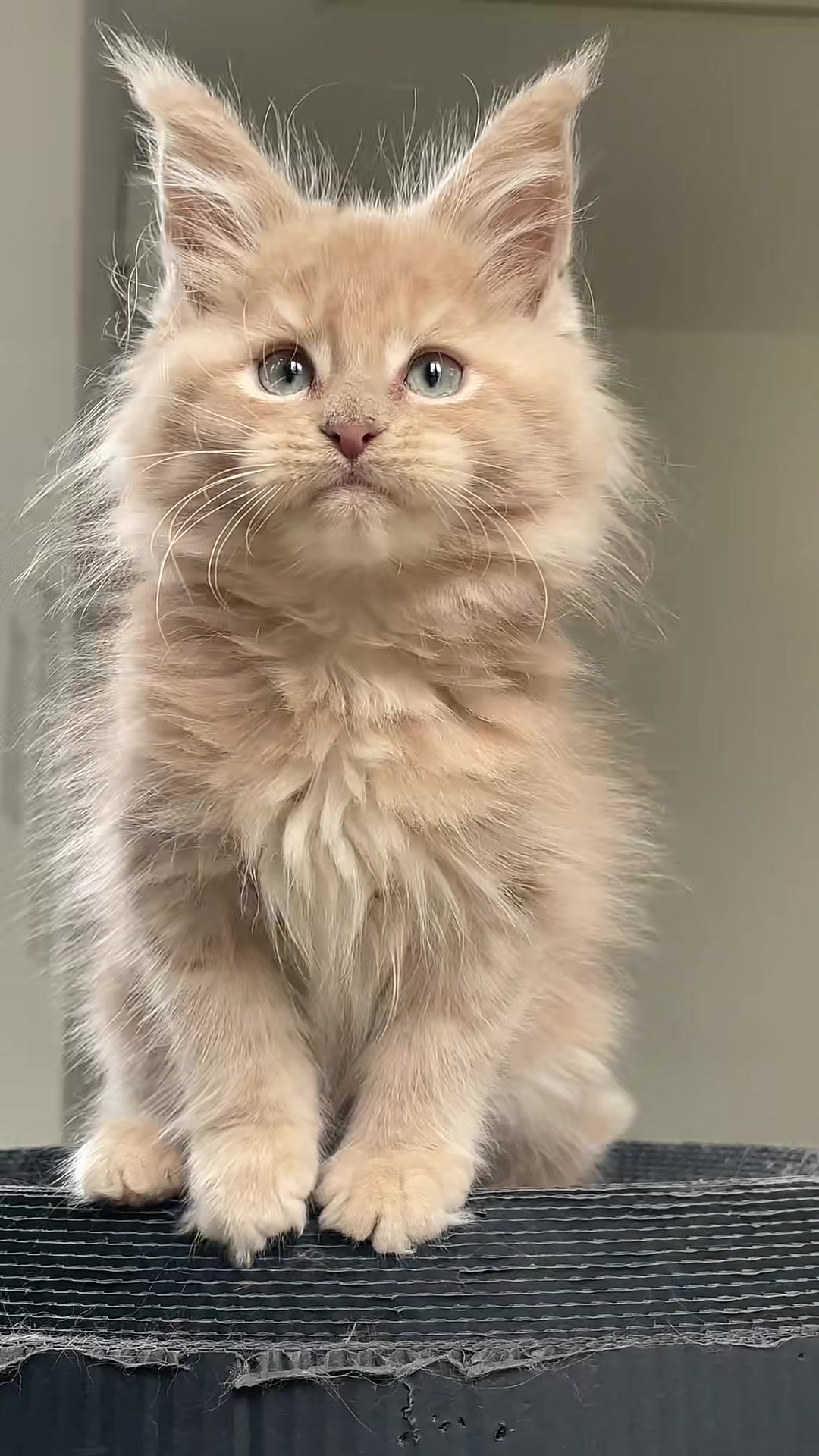@Majestic Maine Coons 🐾