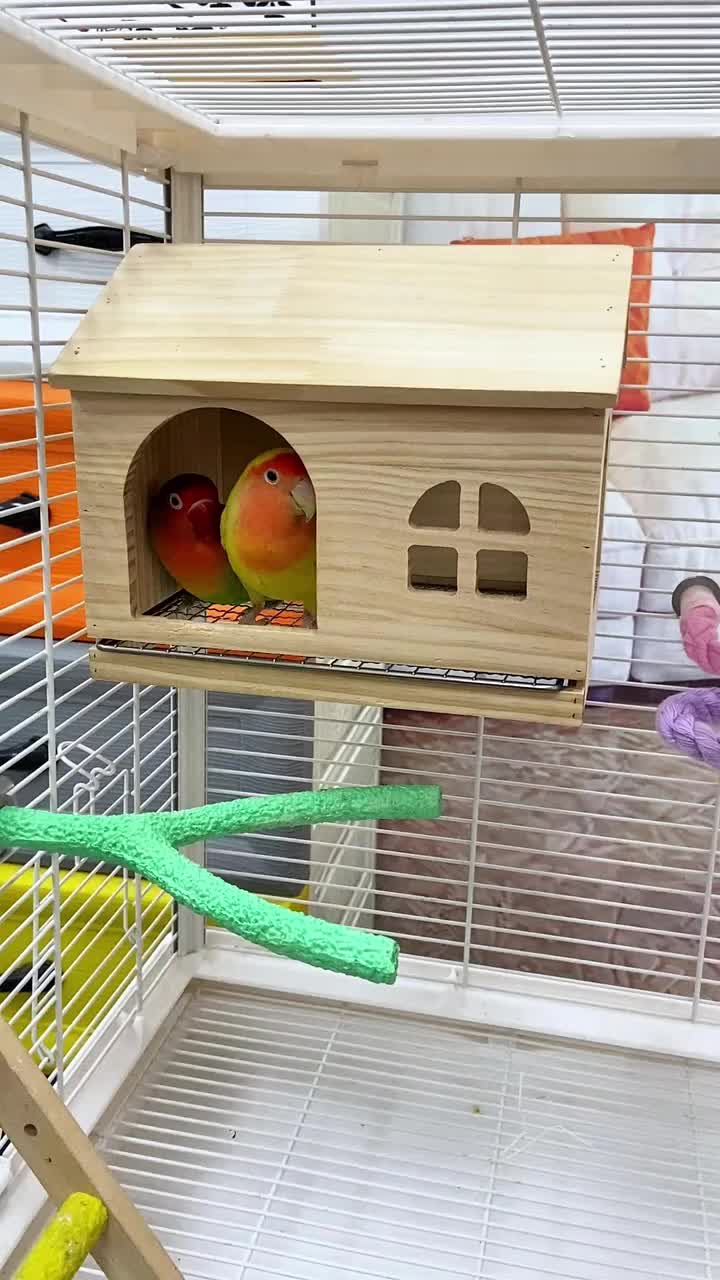 @chinabirds47