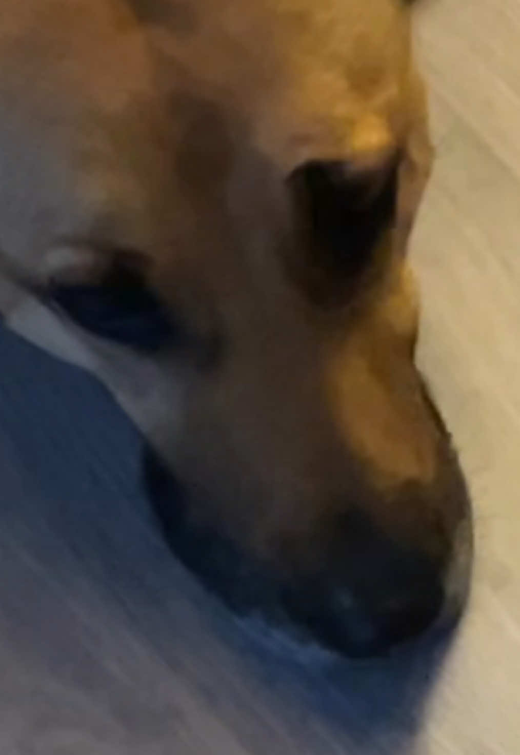 @Roxie the Dog🩷🐶🐾