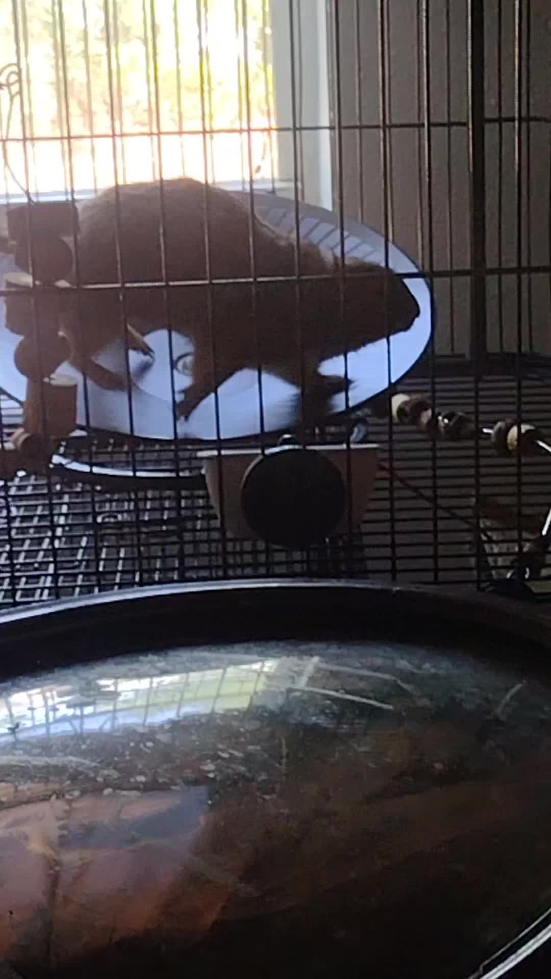 @Pet Skunk Advocates and Rescue