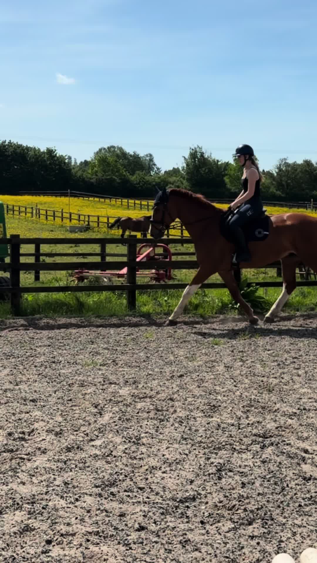 @Lilly & Bruno 🐴