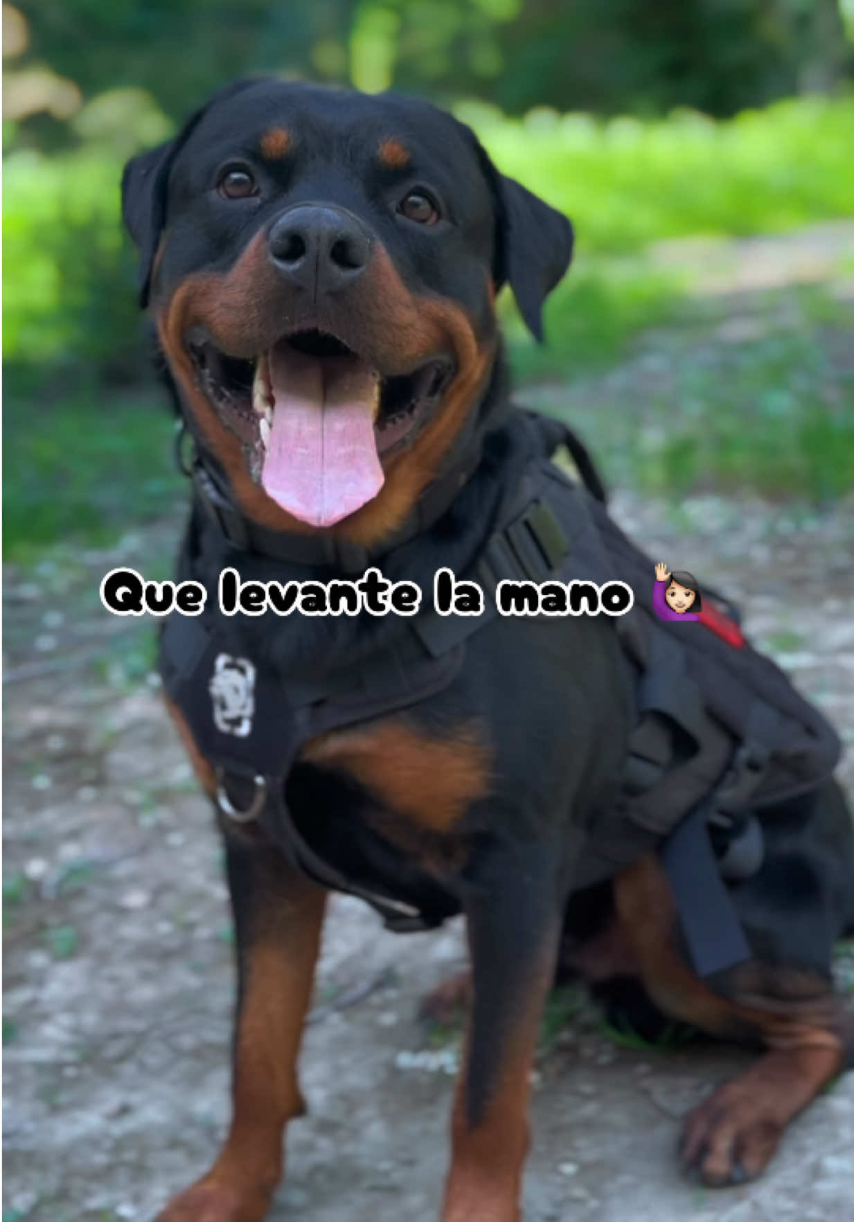 @José Ramos & Anubis Rottweiler
