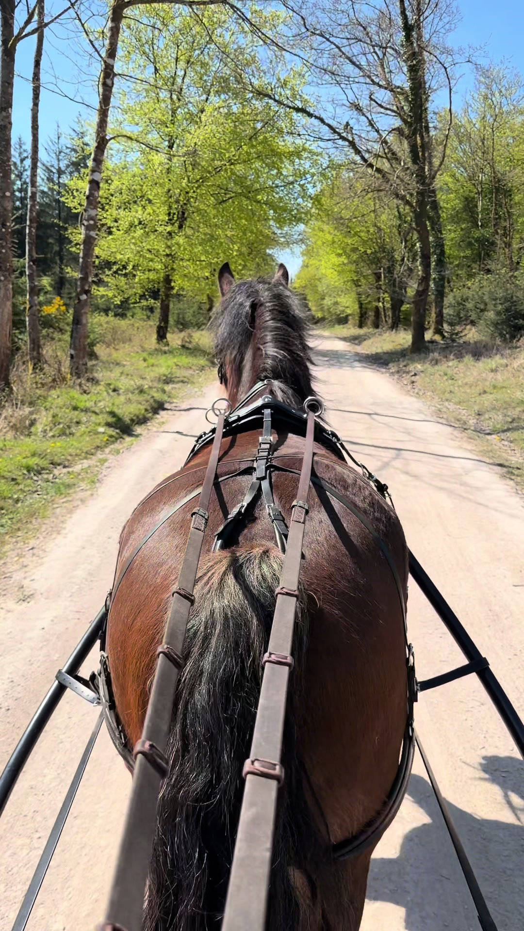 @Dartmoor Carriages