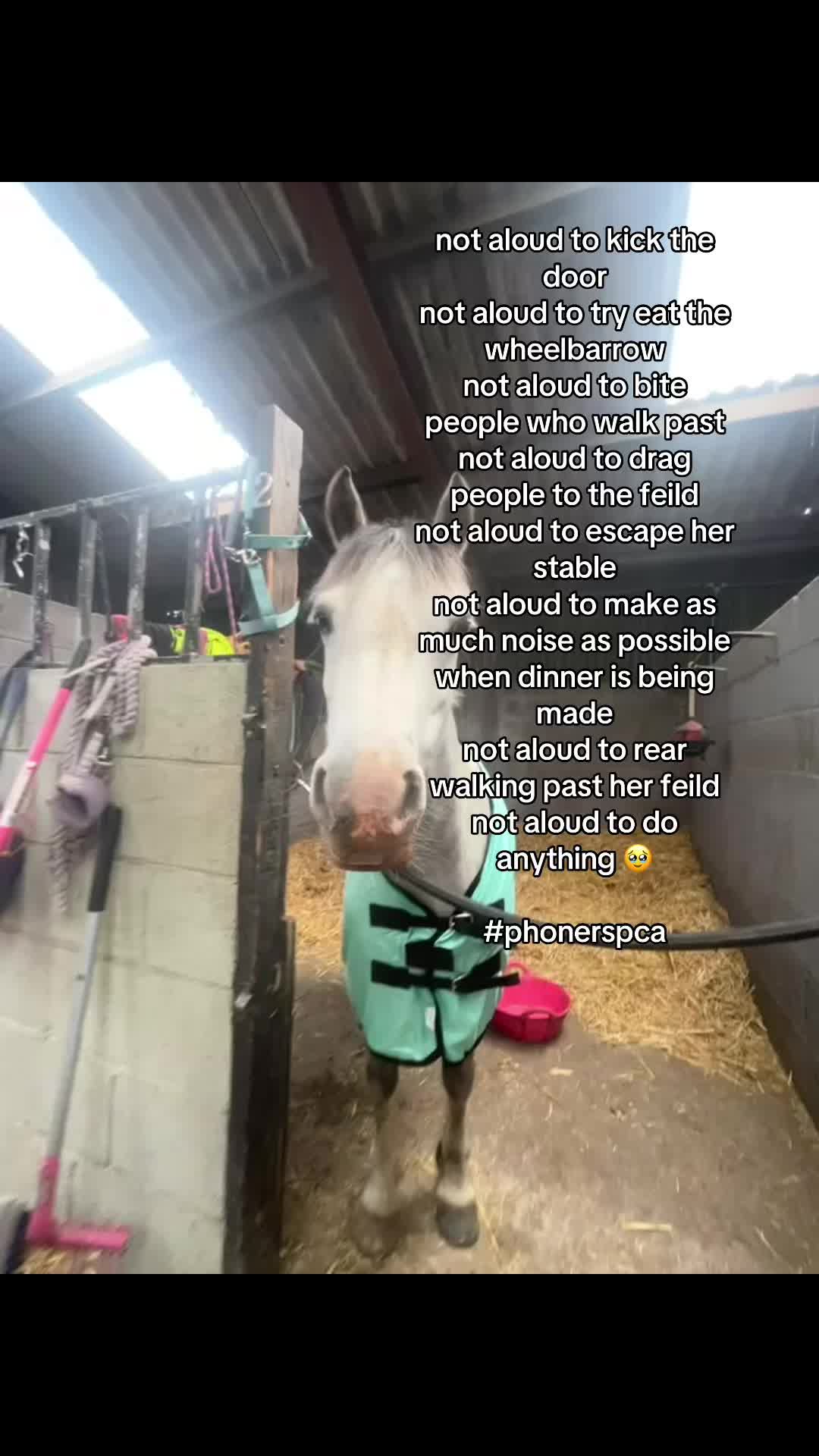 @poppy🐴 🇬🇧