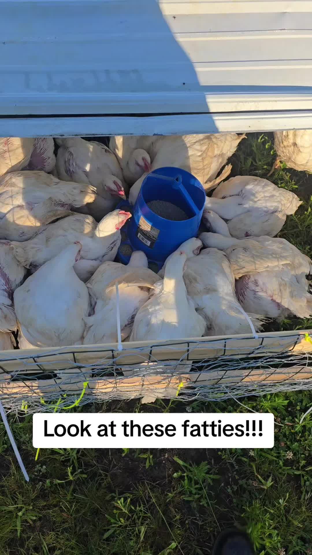 @2nd_Amend_Pasture_Raised_Eggs