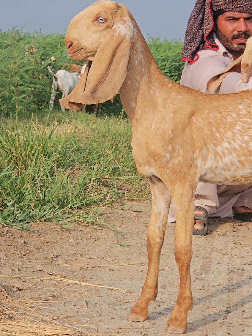 @《SIDHU}{GOAT}{FARM》
