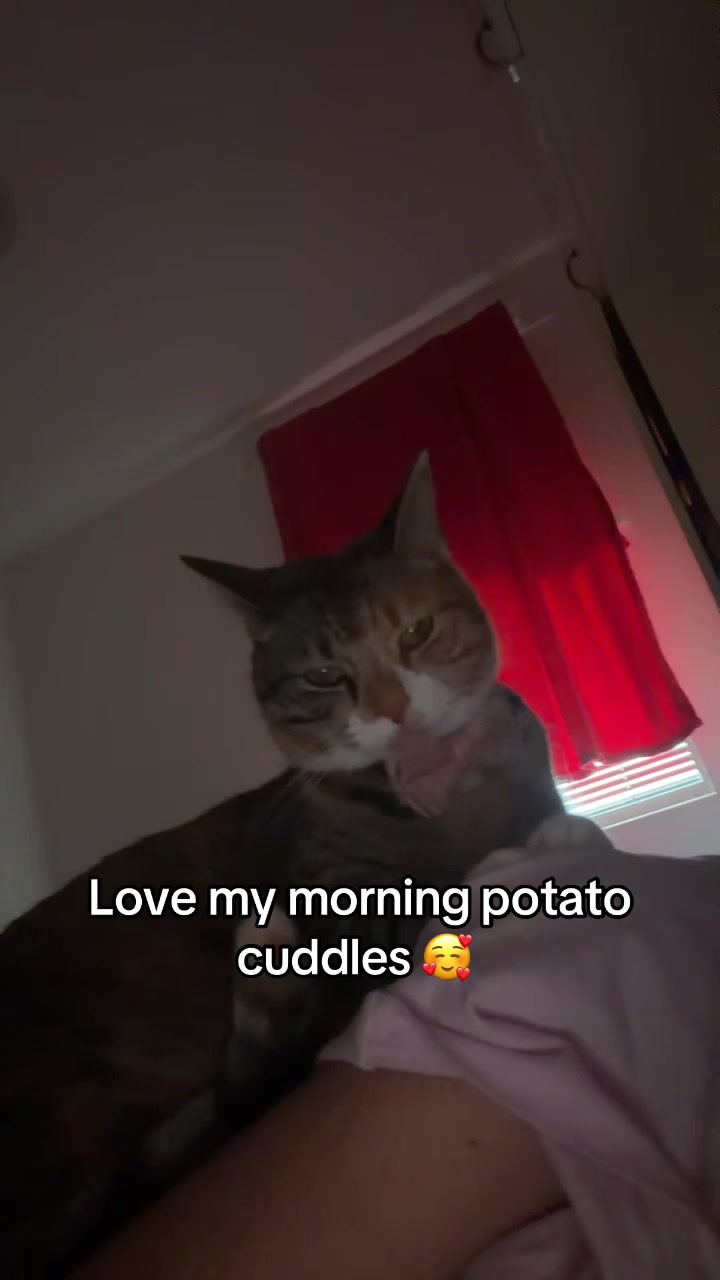 @mitsy.the.cat01