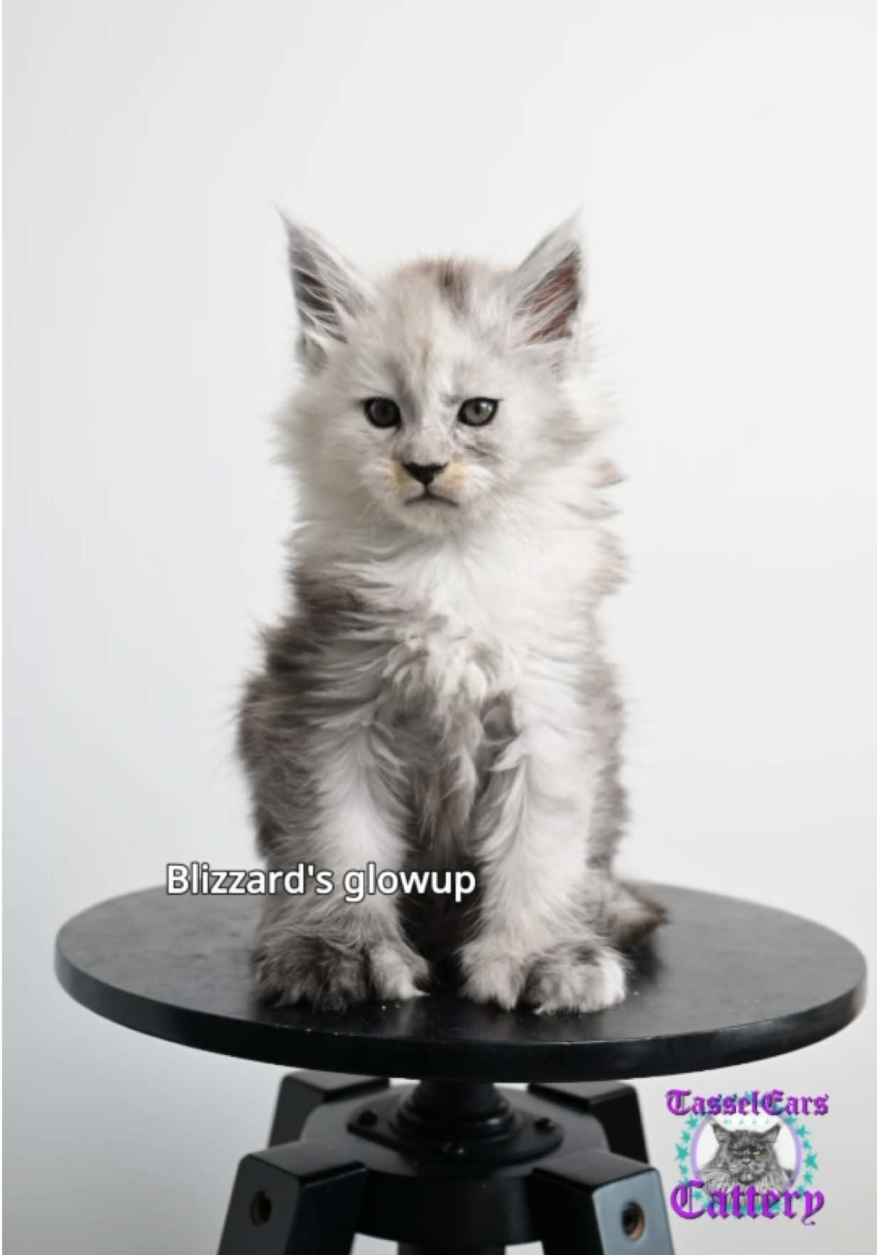 @Tassel Ears Maine Coon Cattery