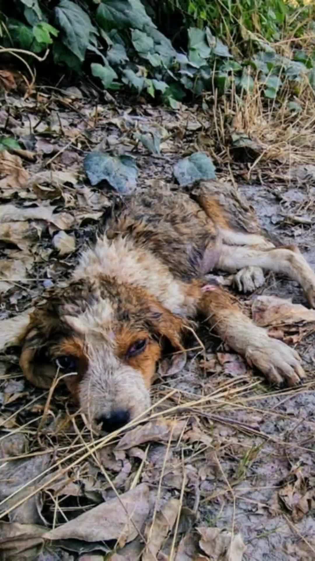 @Greek Animal Rescue