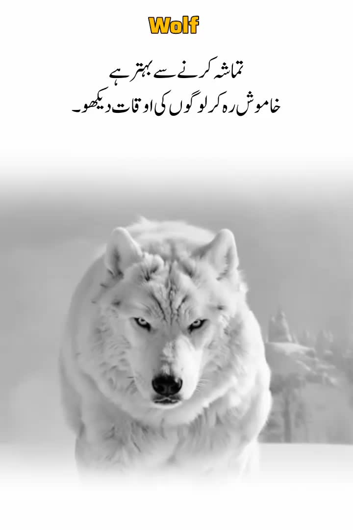@Wolf ๐บ