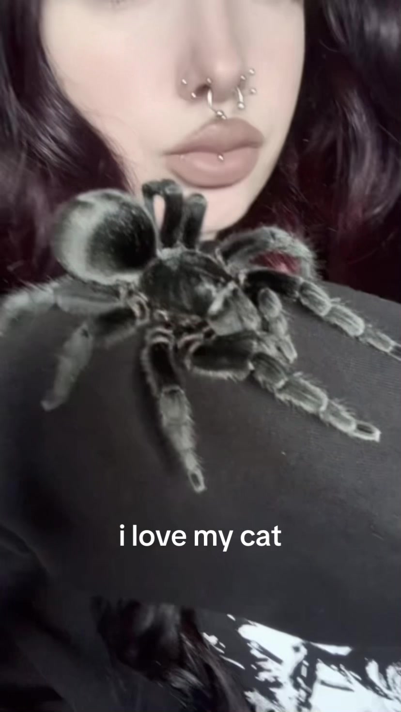 @spectralfawn