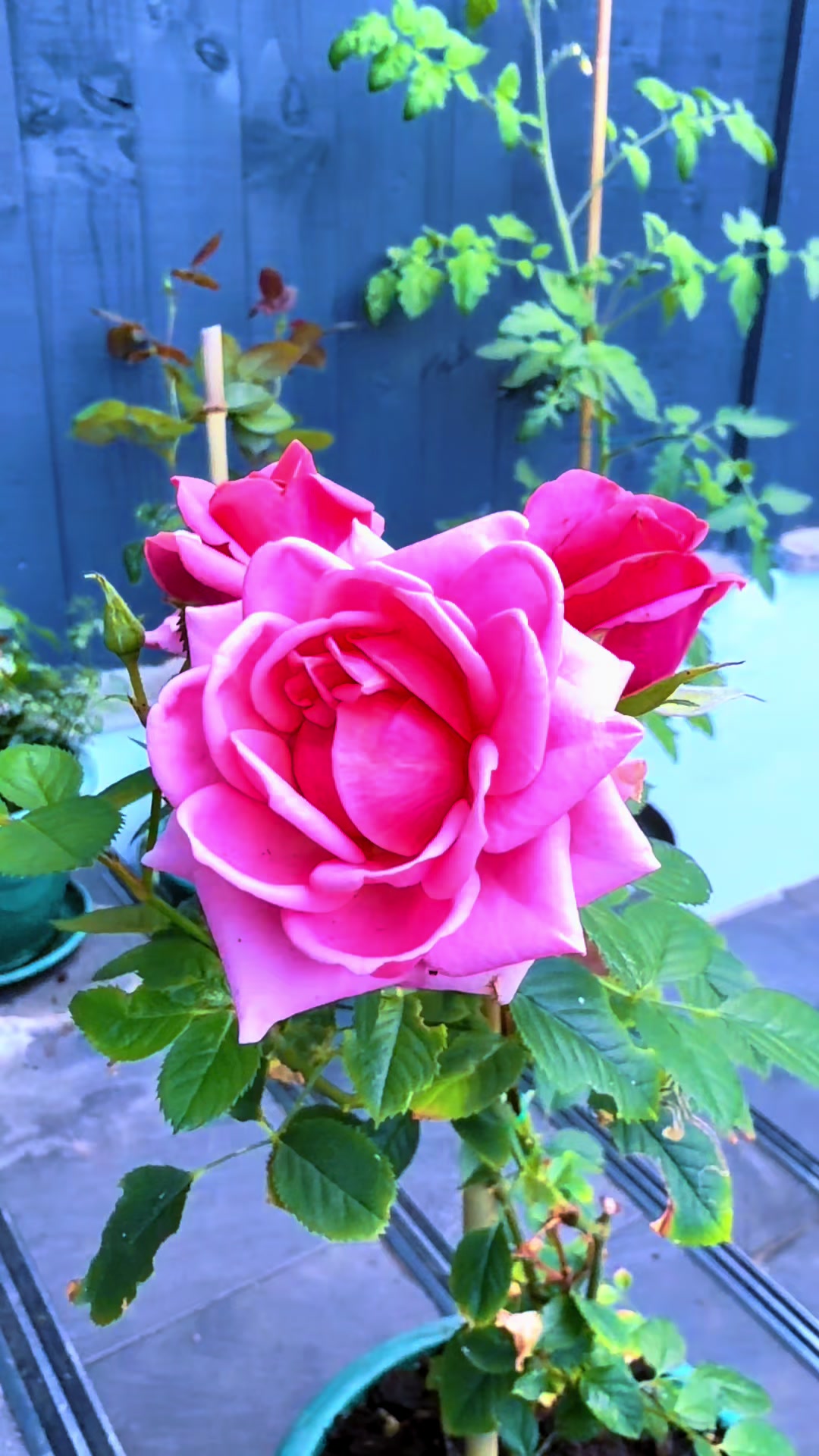 @JANJUA🥀