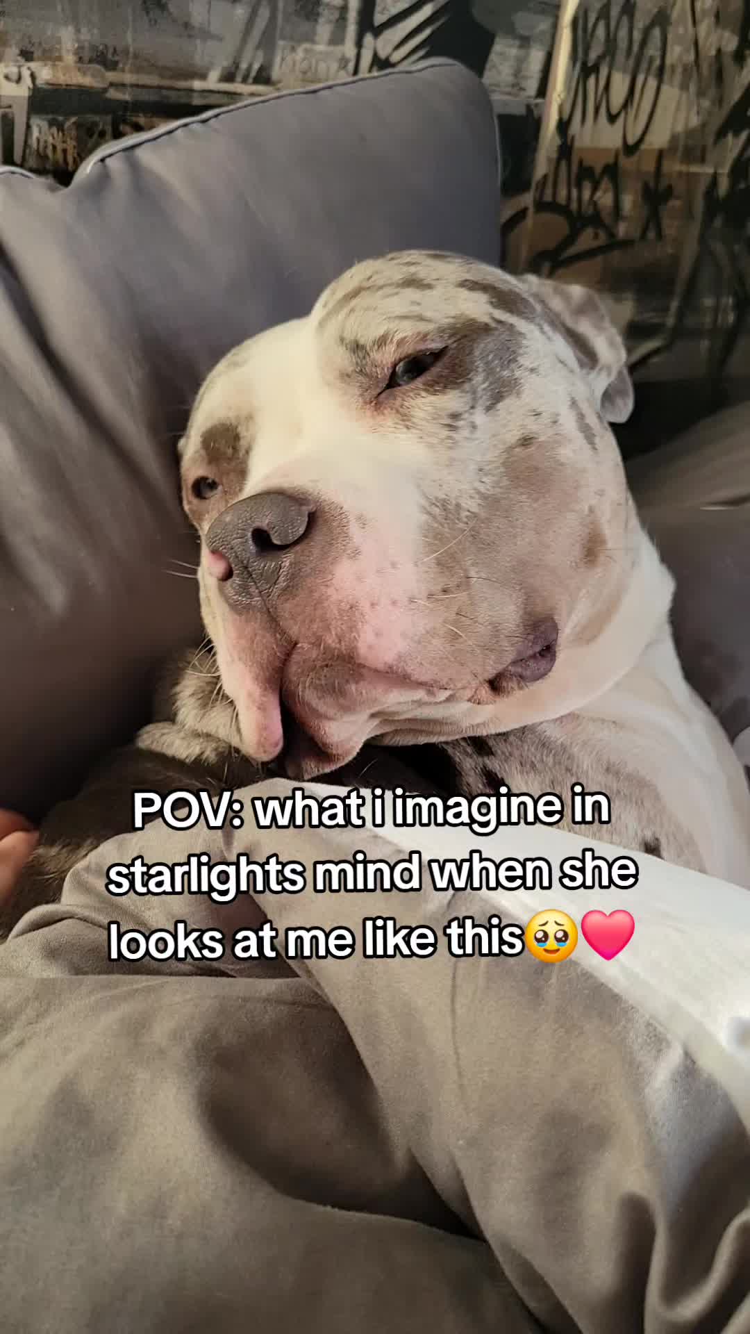 @kirsty+starlight the xl bully