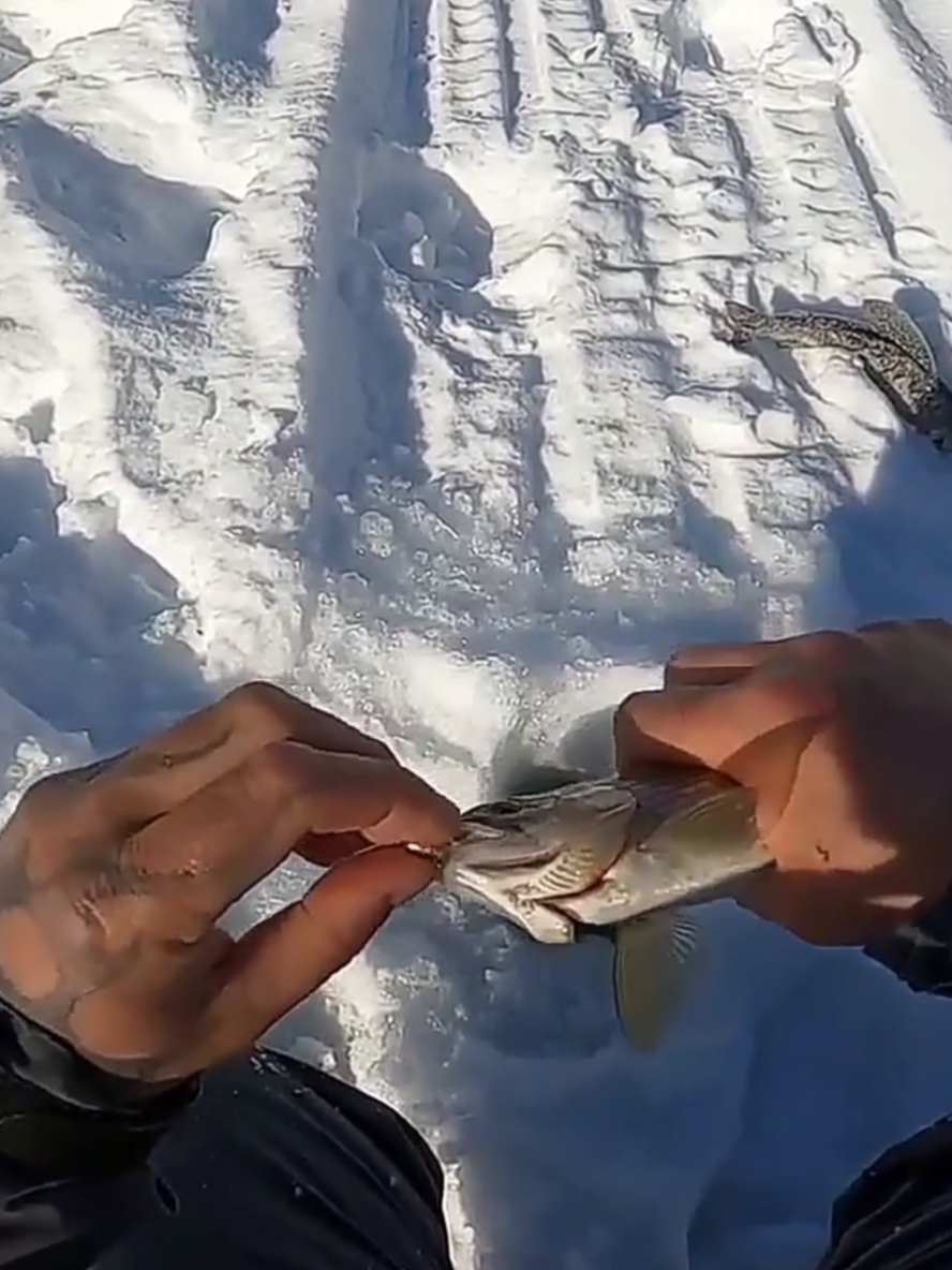 @ribalka_fishing