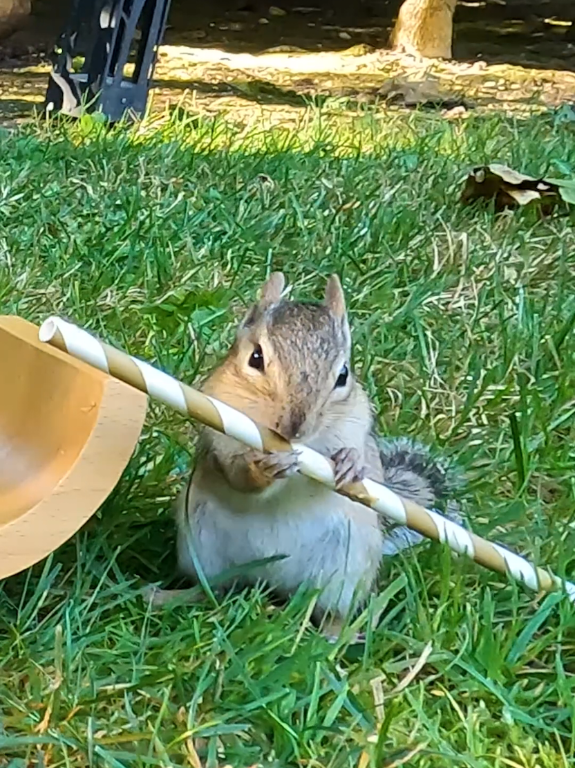 @youngmasterchu squirrel