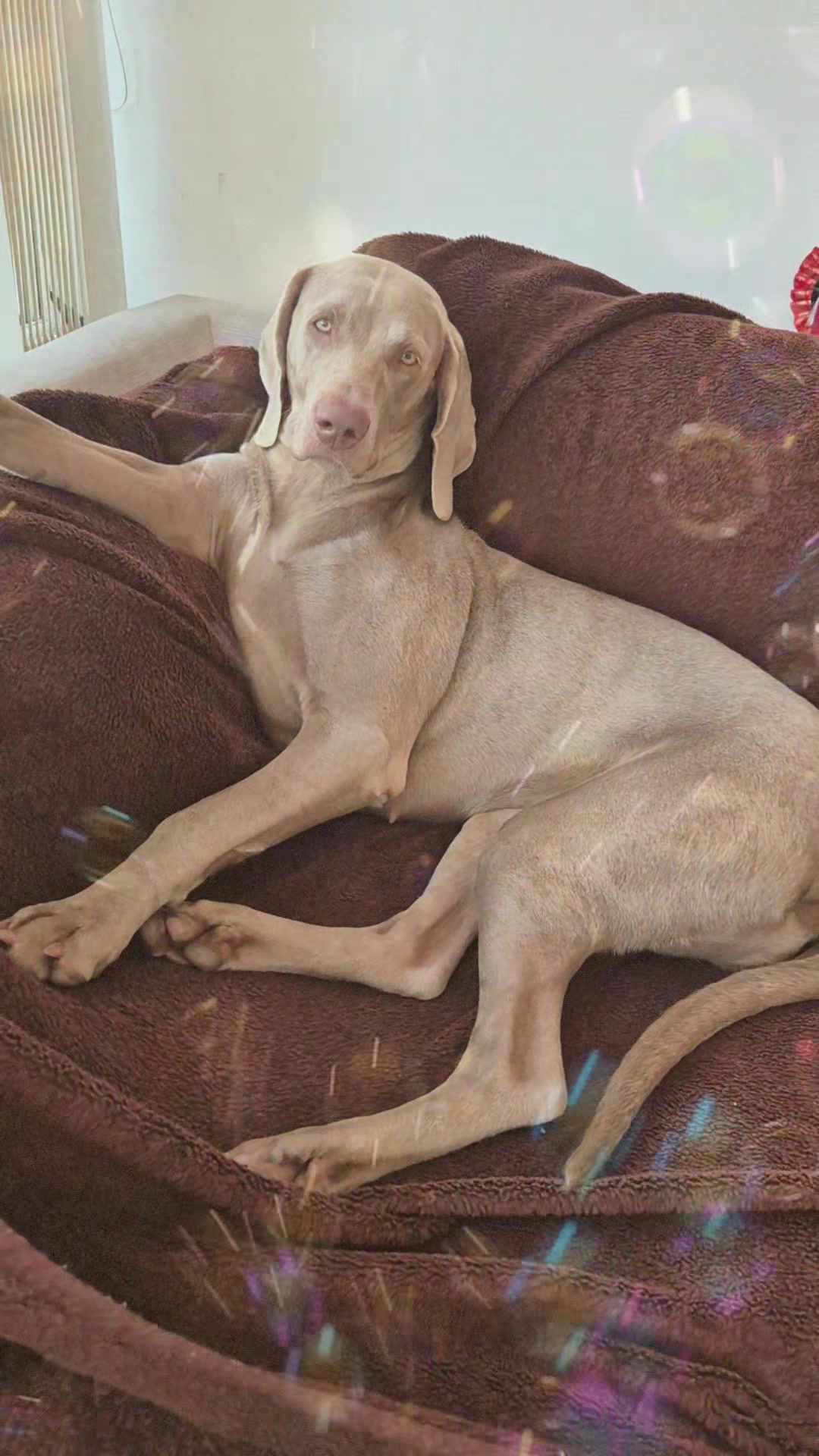 @Sabsky weimaraners