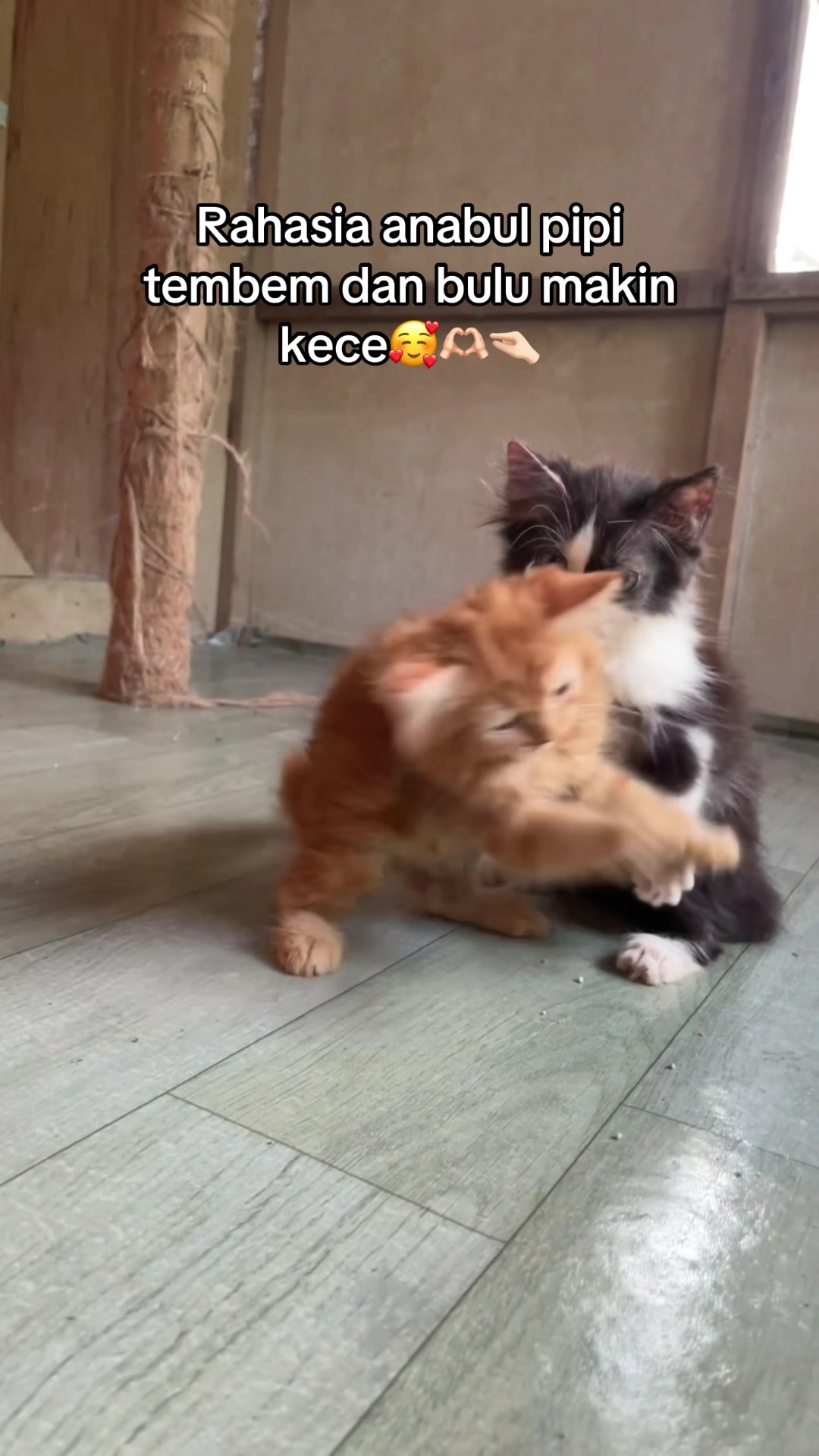 @Kucingmeongmeong