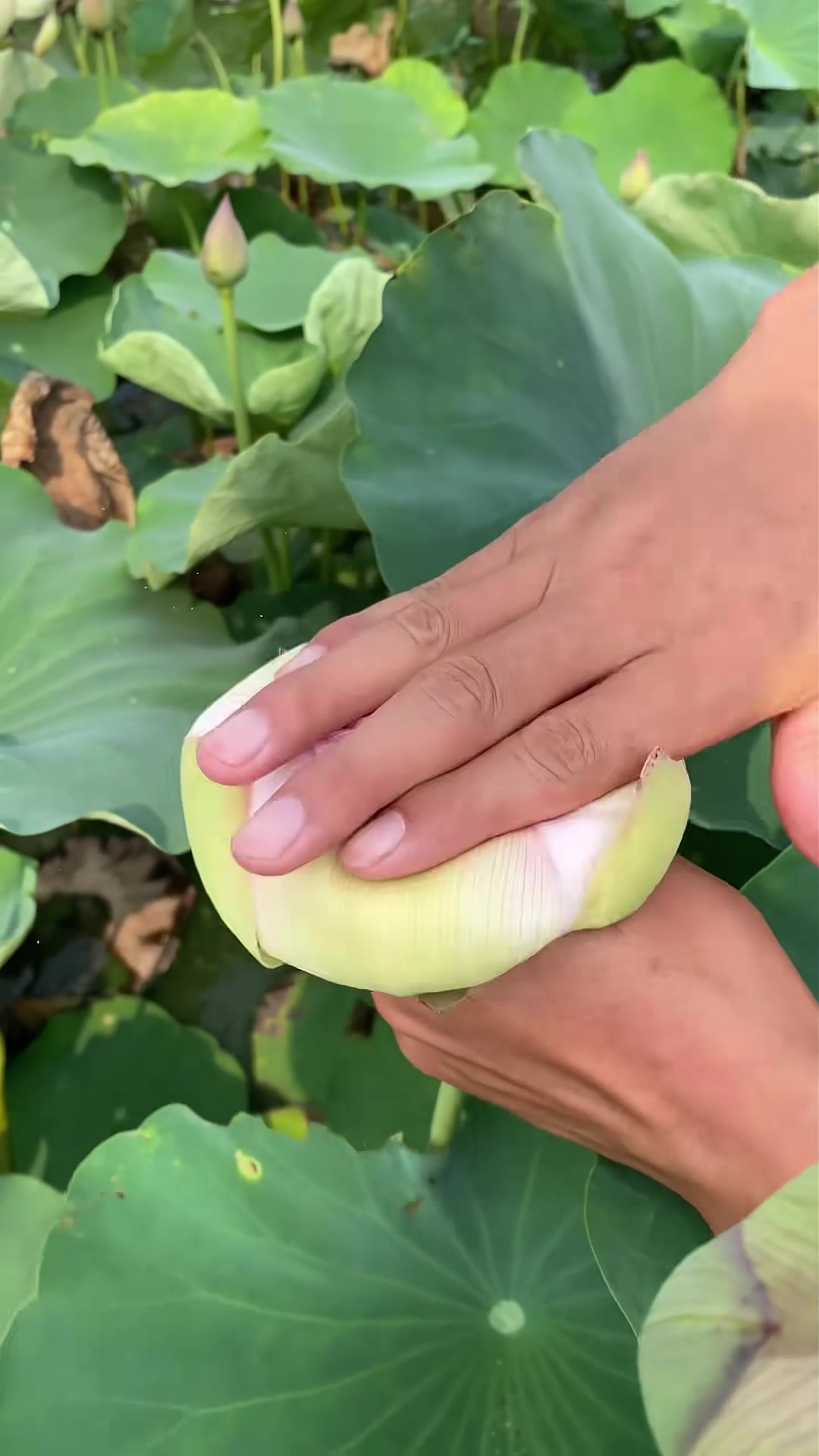 @A May Farm