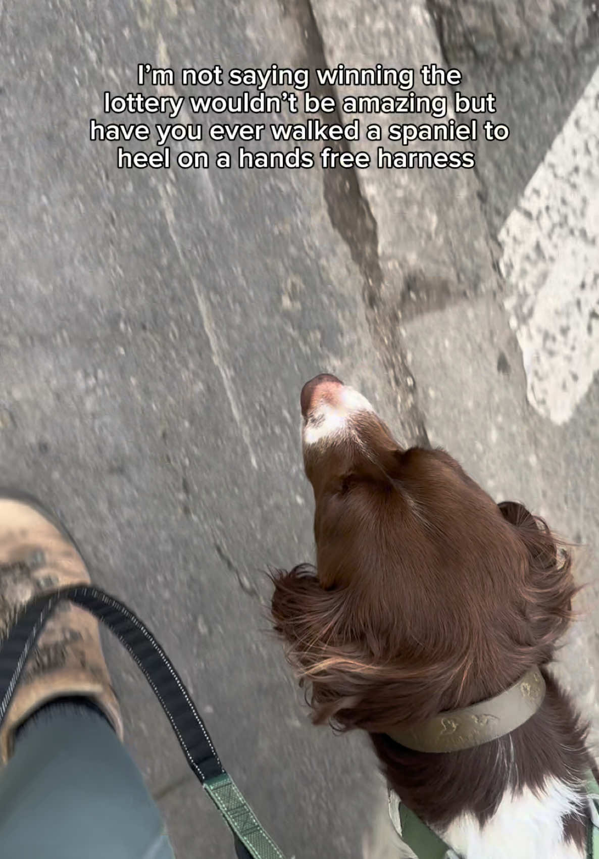 @Jinky Springer Spaniel 🐾 💚