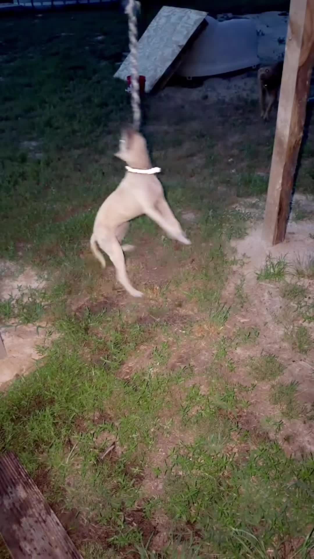 @Karolina Dreaming kennel