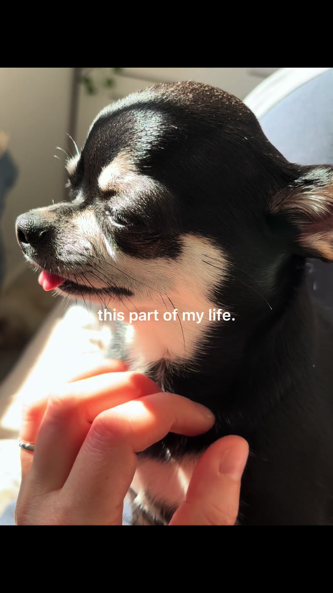 @Coco_bean🐾