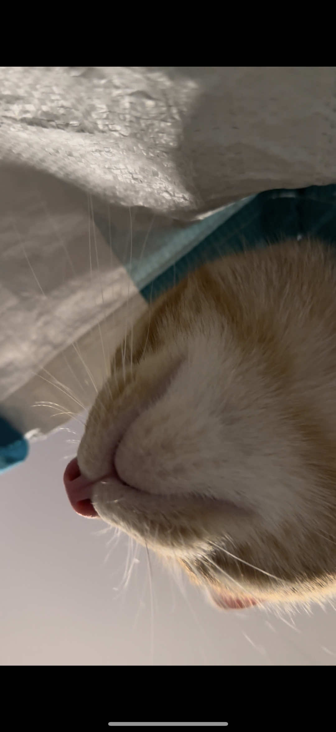 @Bartabé le chat