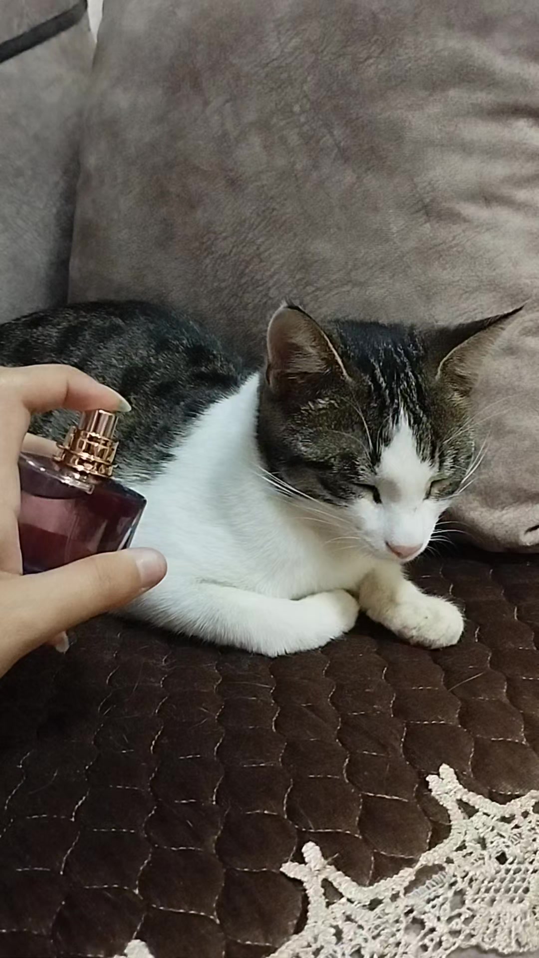@🐾