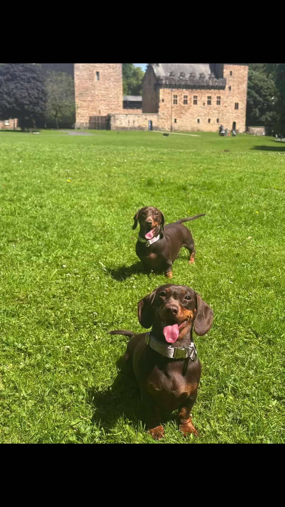 @ciciolive_mini_weiners