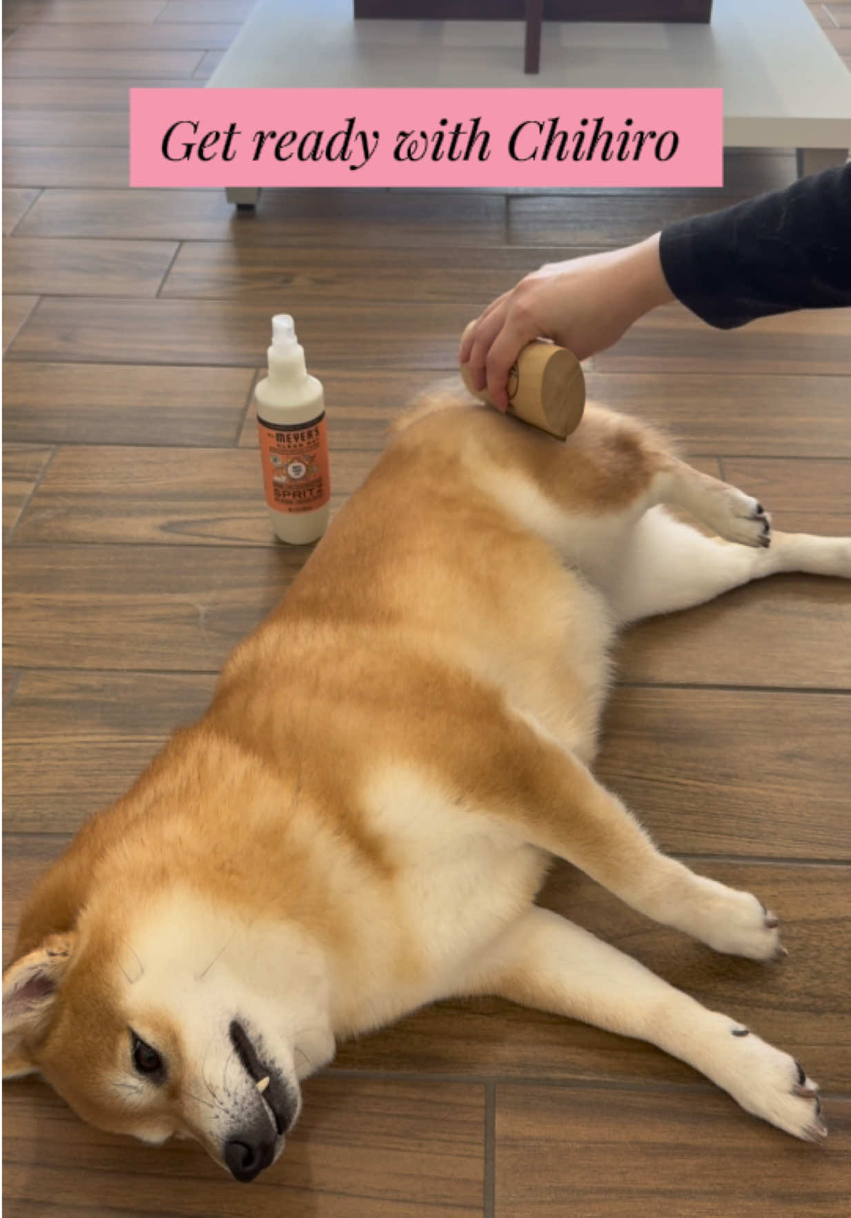 @Flock of Shibas 🐕🐕🐕