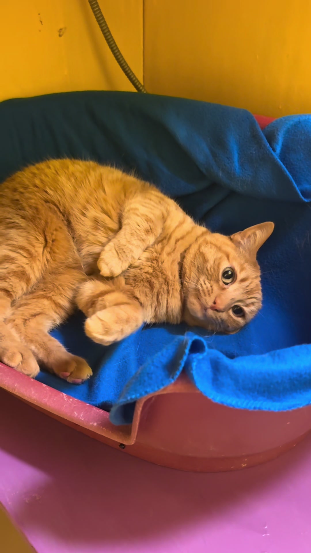 @swalecliffecattery