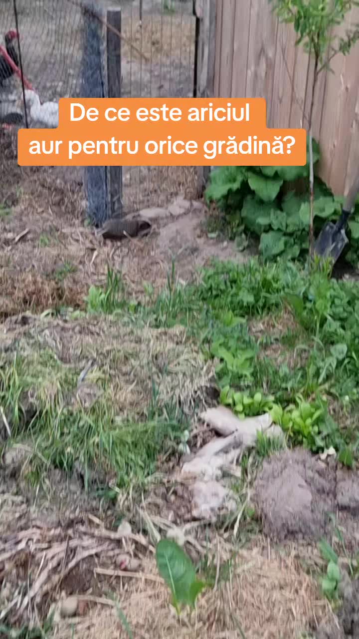 @🍎Din natură & Din tradiție