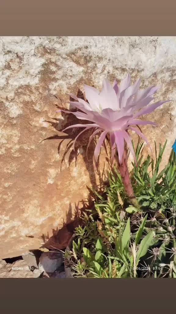 @ابواصطيف