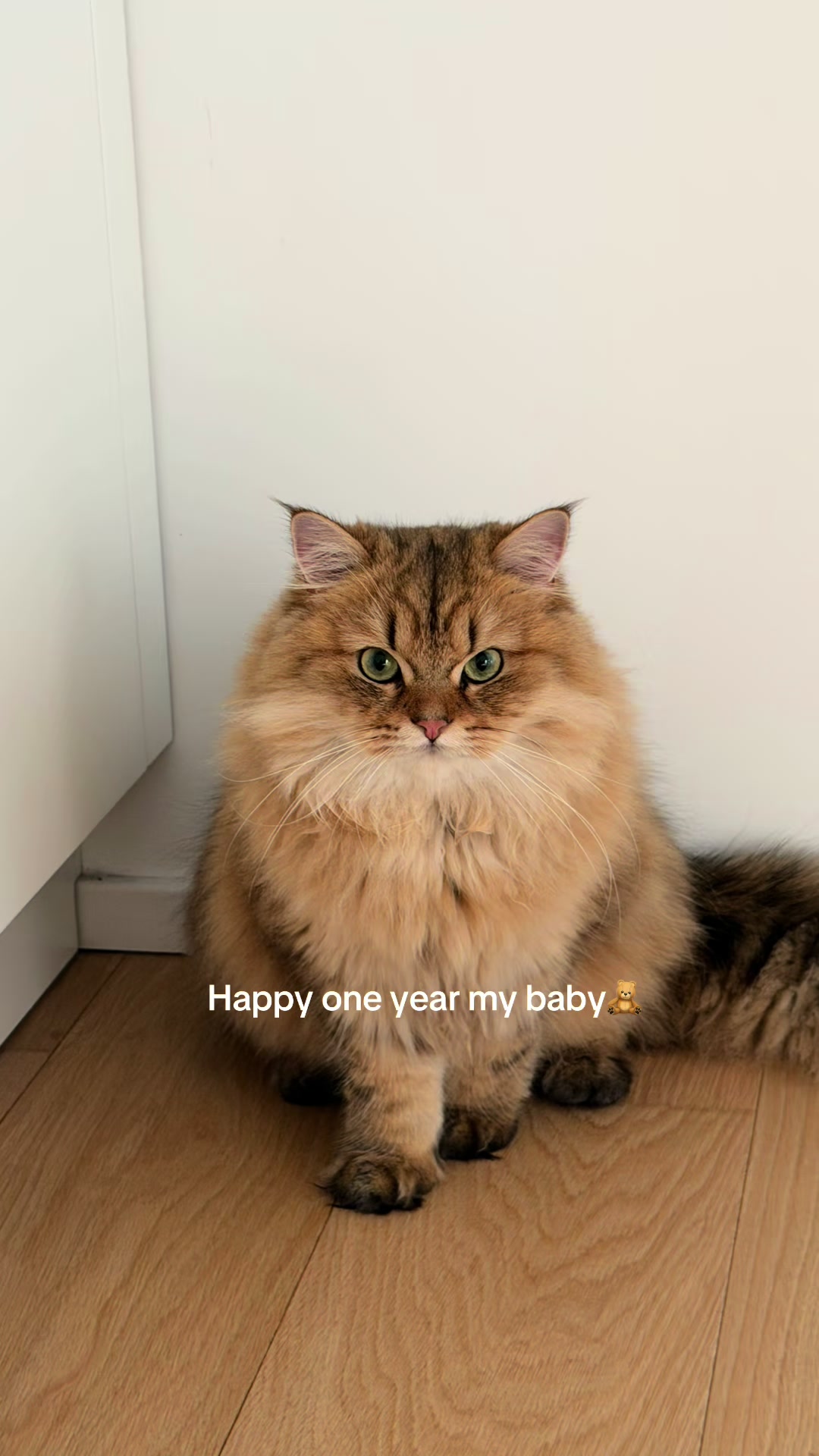 @Tommy the cat