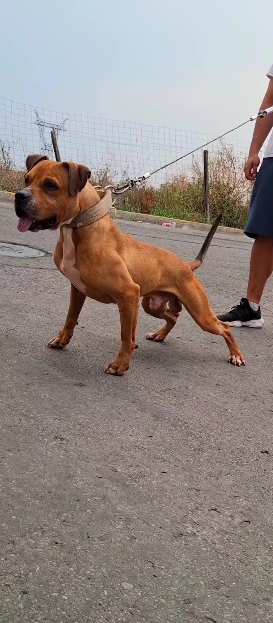 @TrueGamedogsMx214420