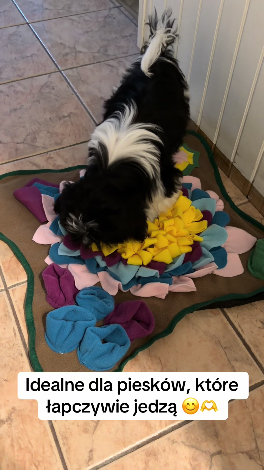 @Cleo shih-tzu