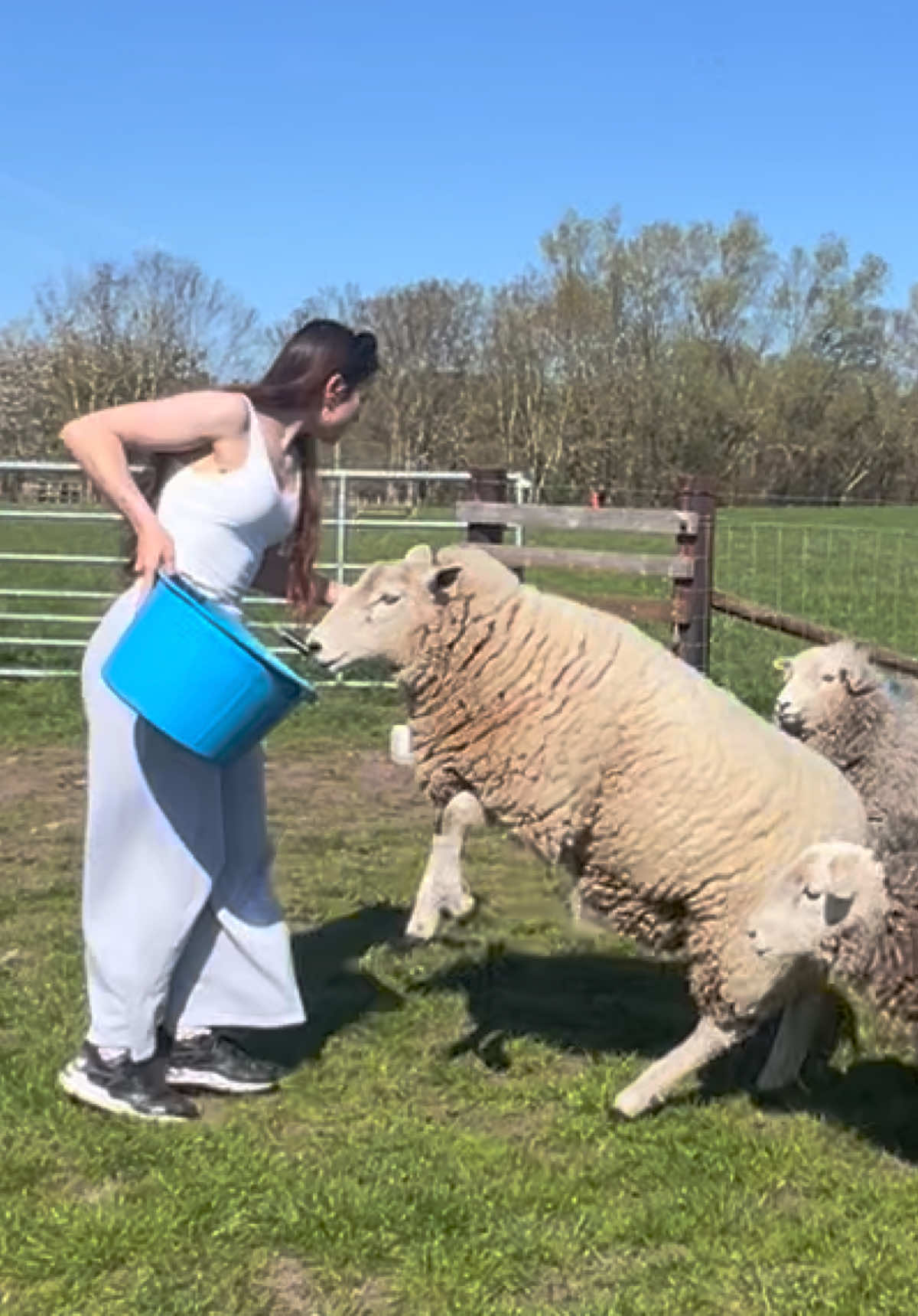 @Annie The Lamb