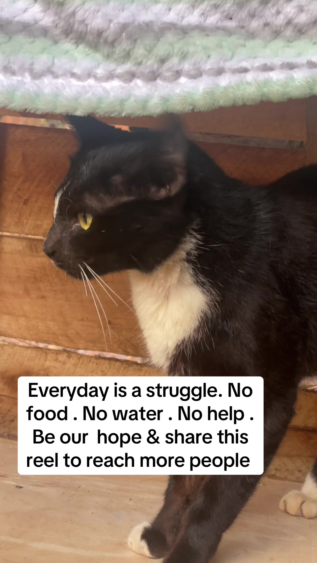 @tailspinrescue