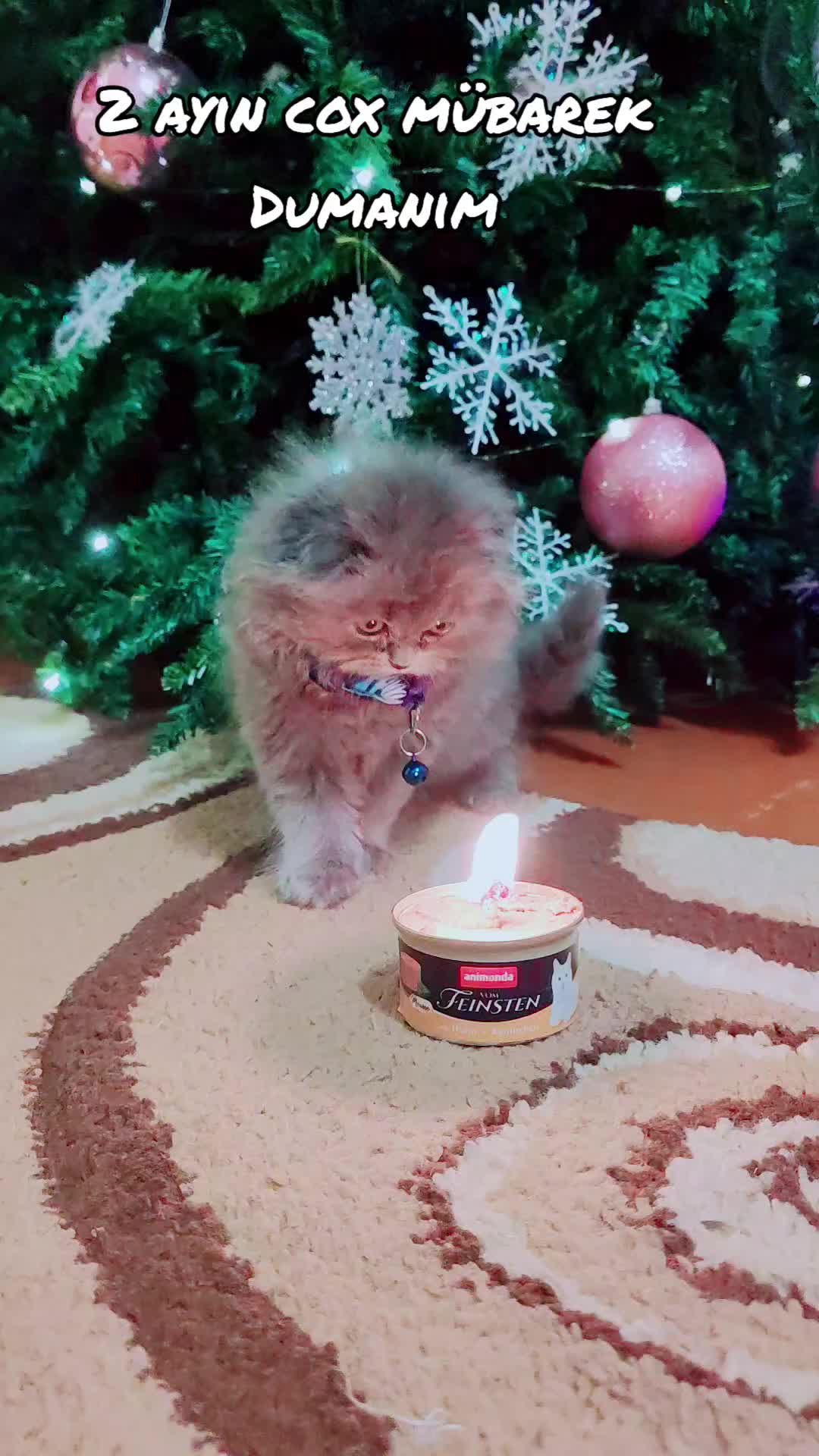 @duman_16.12.24