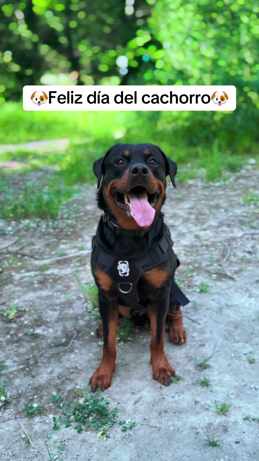 @José Ramos & Anubis Rottweiler