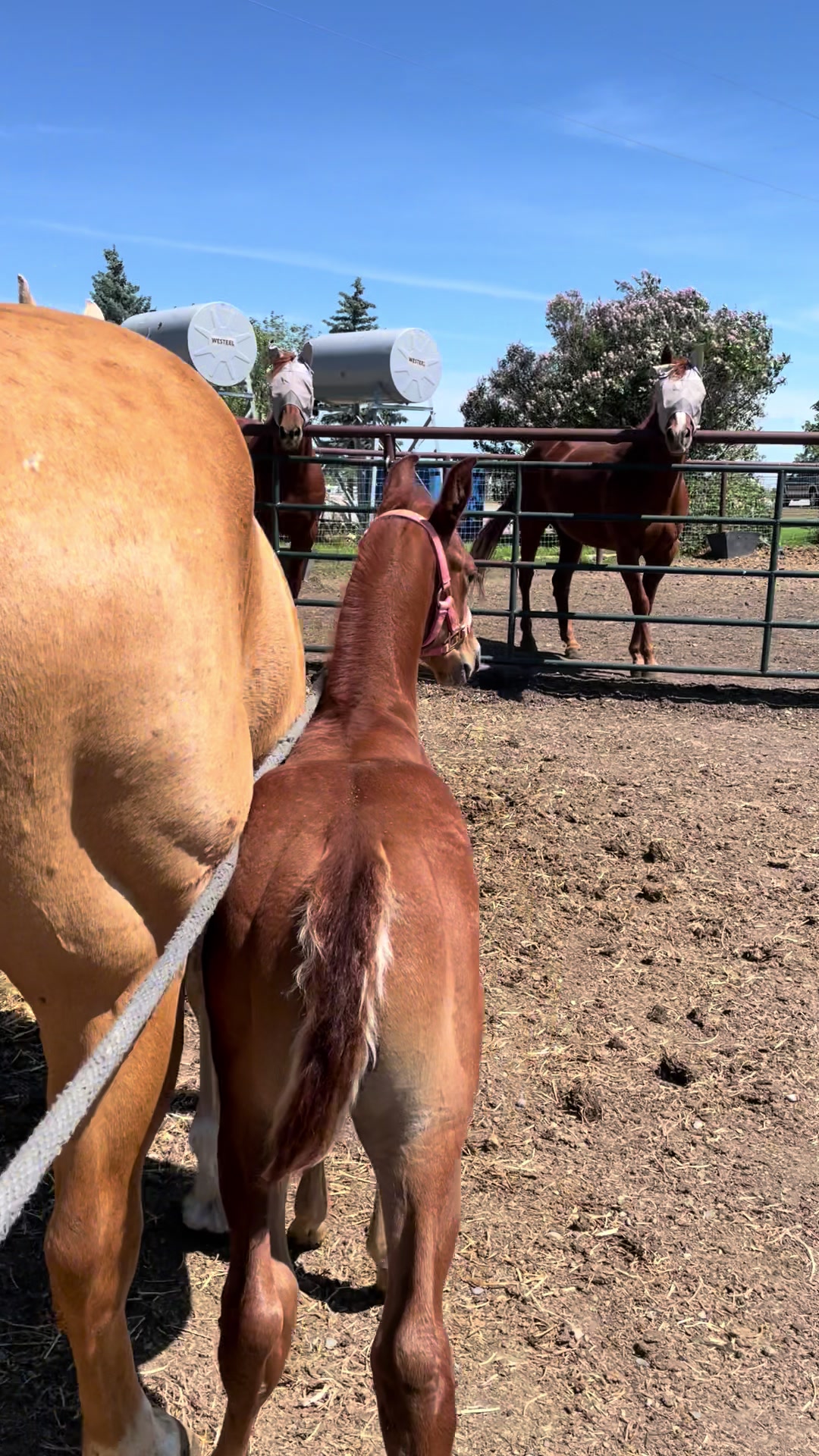 @starboundhorses