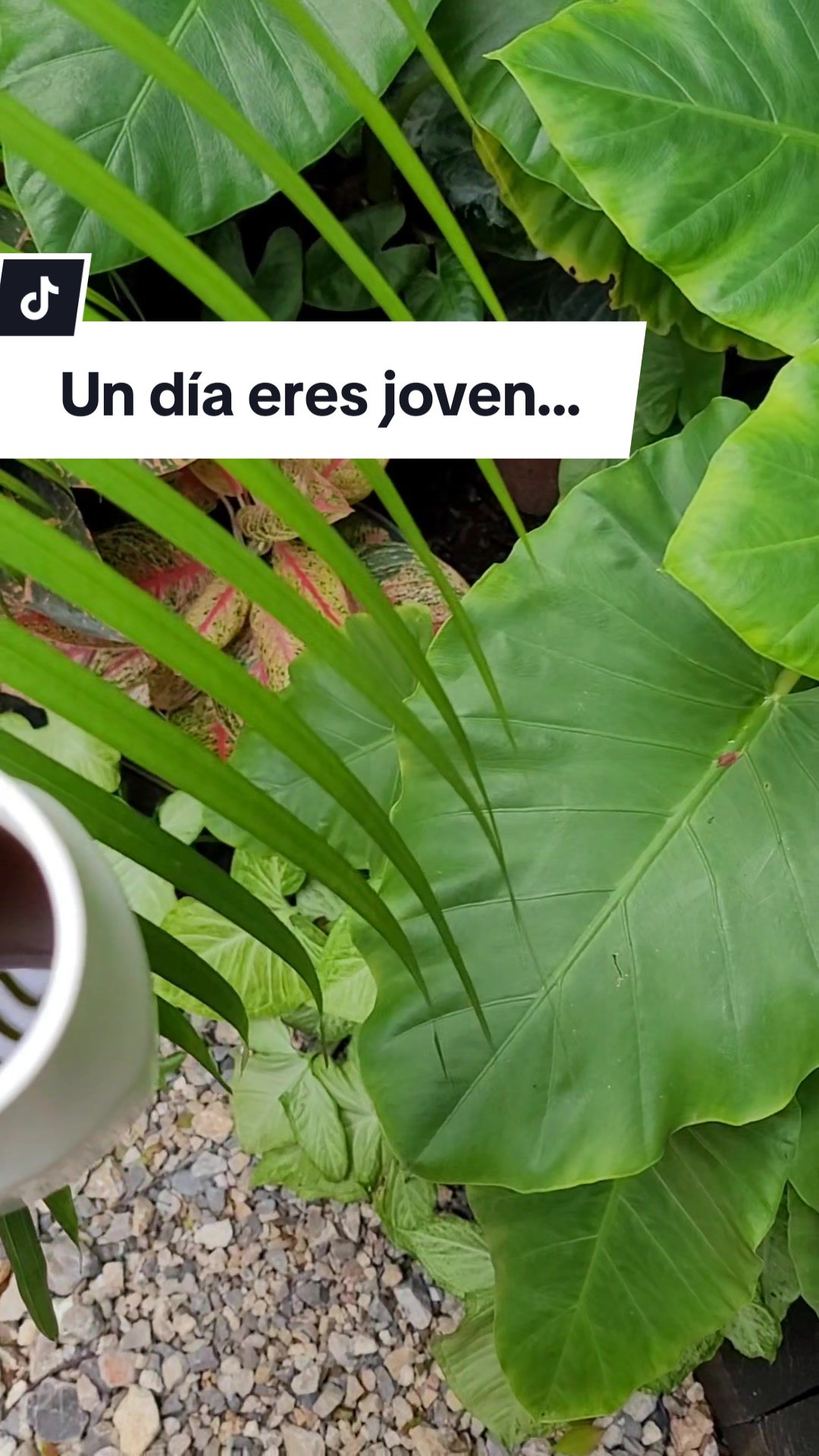 @Plantolog&iacute;a🌿