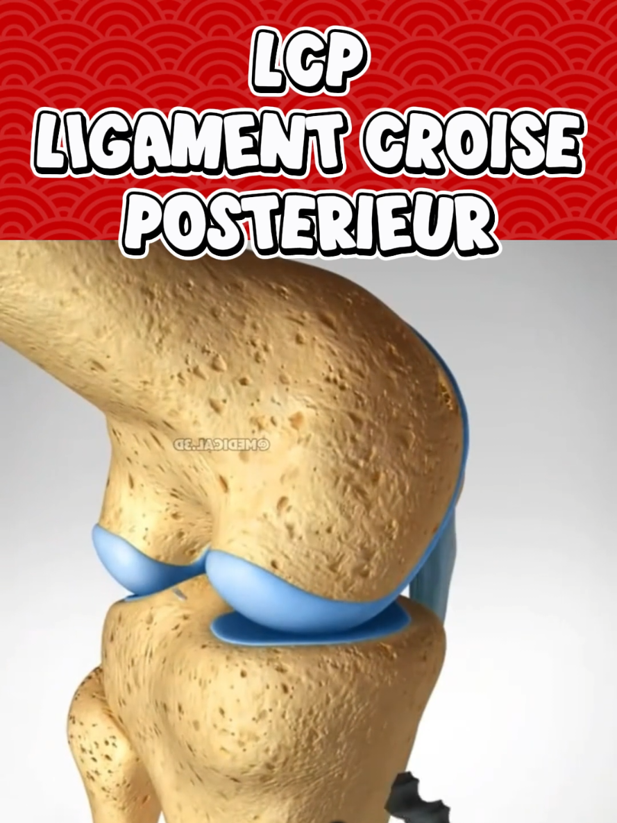 @Docteur Shepherd