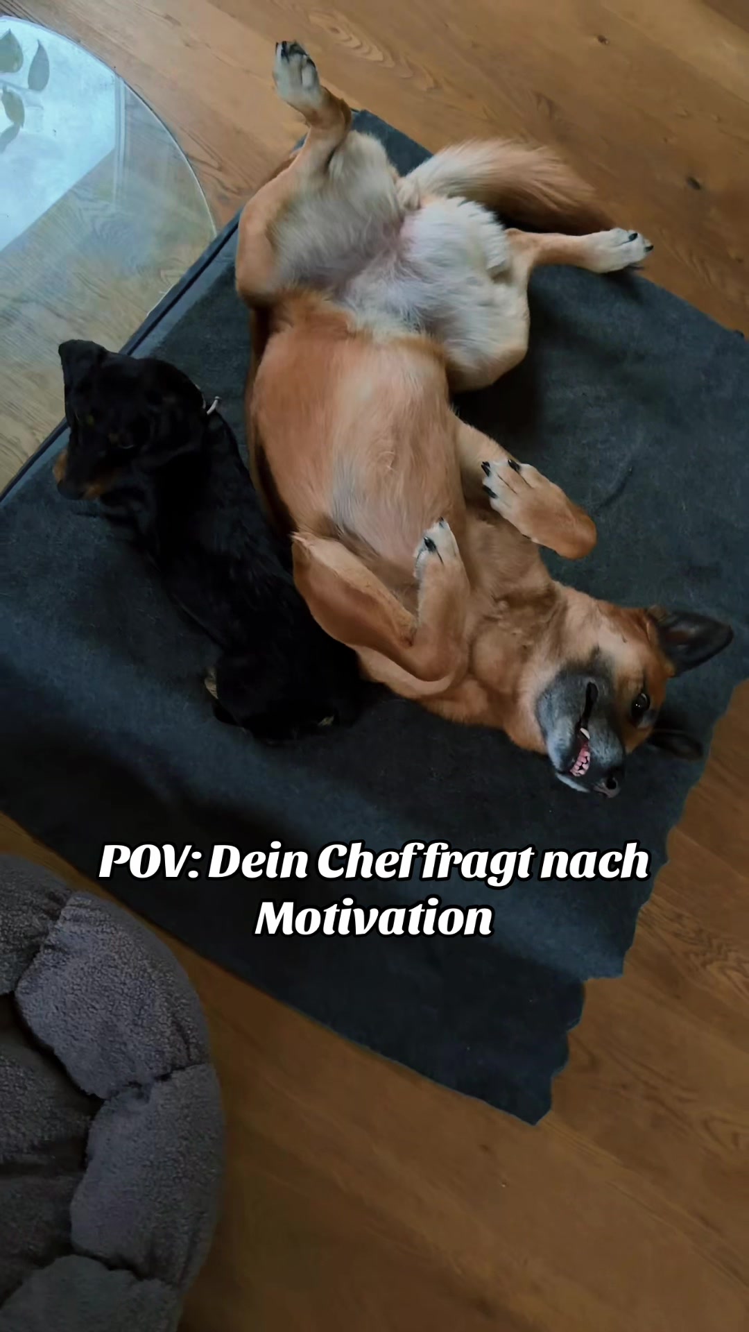 @INSAbenteuerHund
