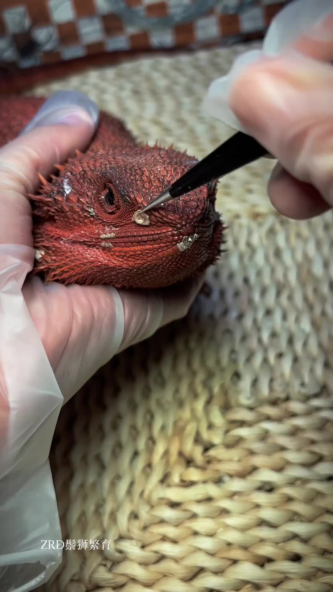 @ReptileHavenUS