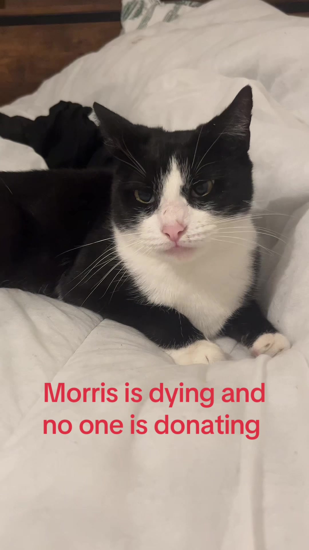 @Save Morris from FIP 🐾❤️&zwj;🩹