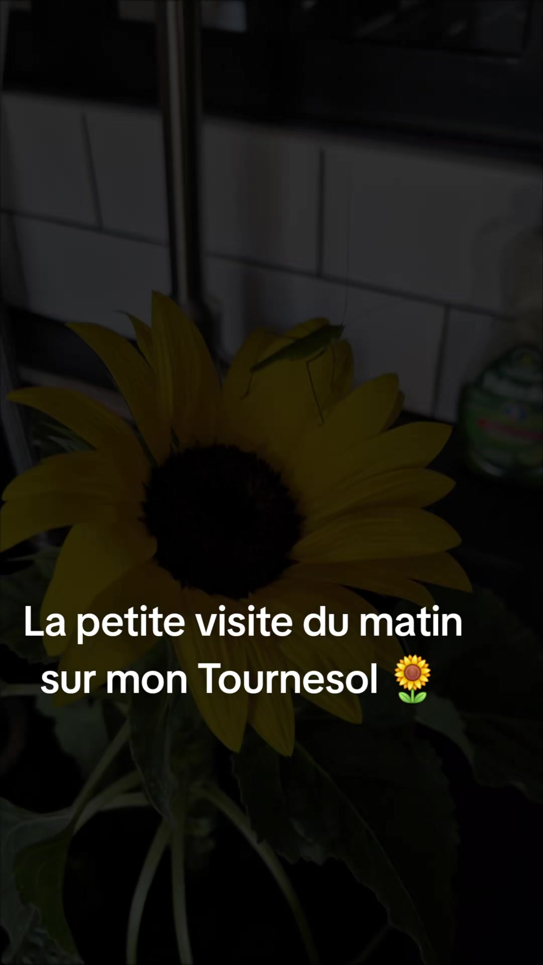 @Nat