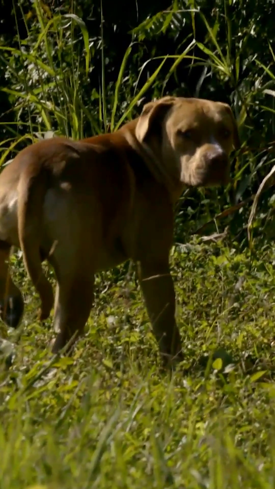 @Animal Planet
