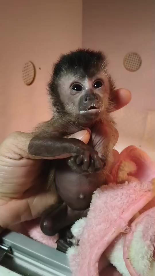 @Gutjang Capuchin