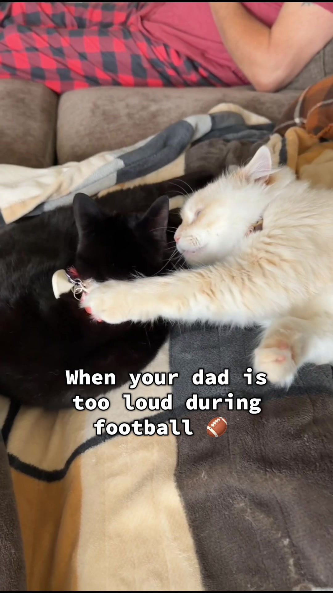 @jaredthecrosseyedcat